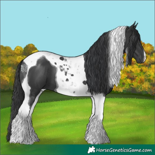 Horse Color:Black Tobiano 