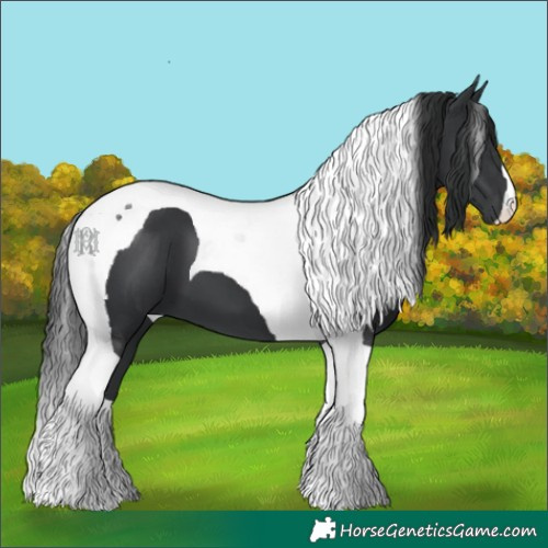 Horse Color:Black Tobiano 