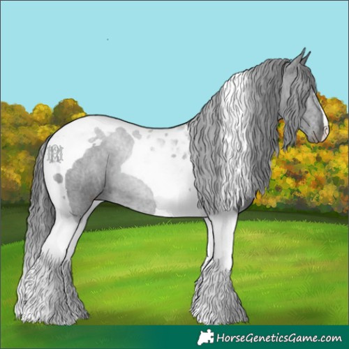 Horse Color:Black Tobiano