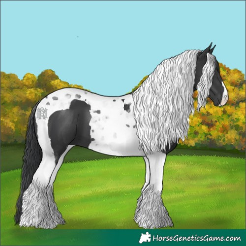 Horse Color:Black Tobiano