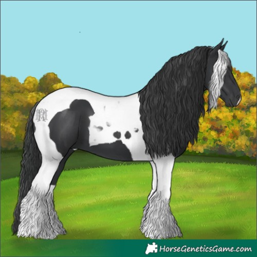 Horse Color:Black Tobiano