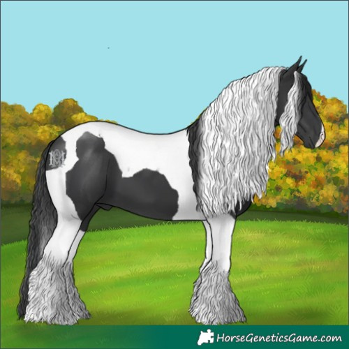Horse Color:Black Tobiano 