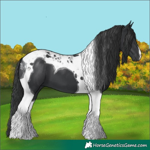 Horse Color:Black Tobiano 