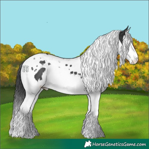 Horse Color:Black Splash Tobiano