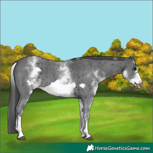 Horse Color:White Spotted Black Sabino Frame