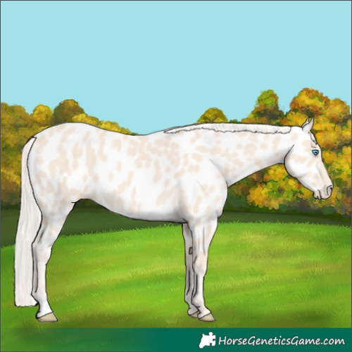 Horse Color:Cremello Near Leopard