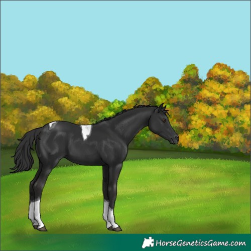 Horse Color:Liver Chestnut Tobiano 