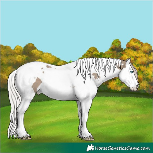 Horse Color:White Spotted Silver Grullo Splash Tobiano