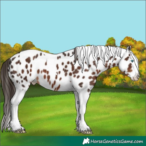 Horse Color:Liver Chestnut Splash Tobiano Leopard