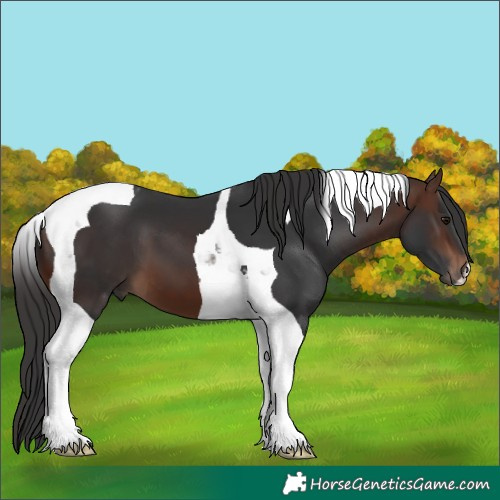 Horse Color:Brown Tobiano