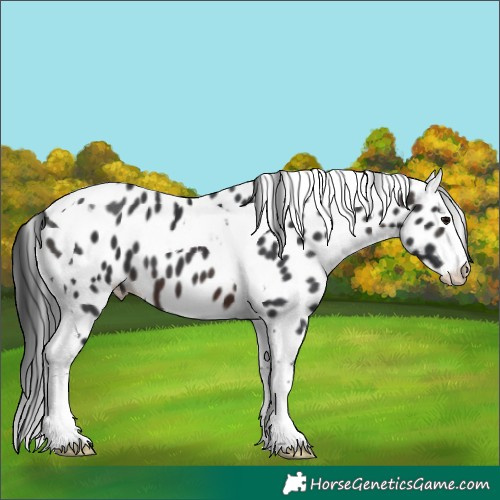 Horse Color:Brown Splash Tobiano Leopard