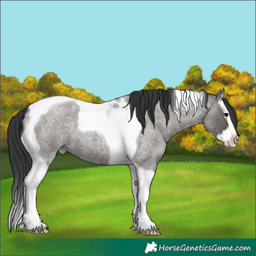 Horse Color:Grullo Roan Splash Tobiano