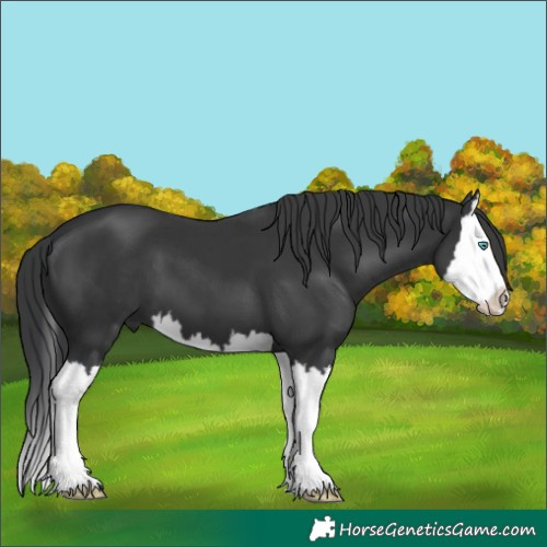 Horse Color:Black Splash