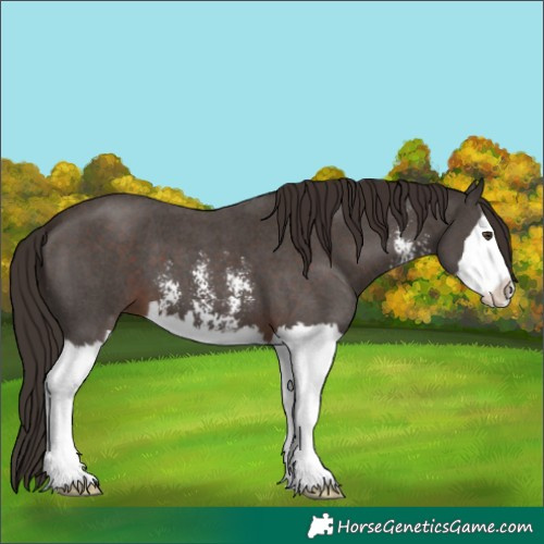 Horse Color:Liver Chestnut Sabino Splash 