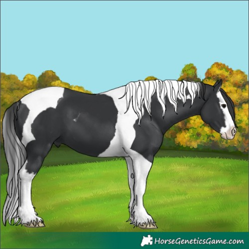 Horse Color:Black Splash Tobiano 