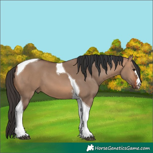 Horse Color:Bay Dun Tobiano