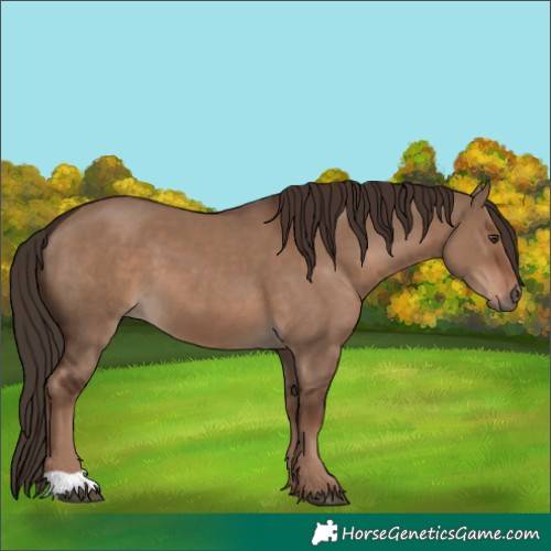 Horse Color:Liver Red Dun 