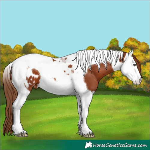 Horse Color:Chestnut Splash Tobiano Blanket 