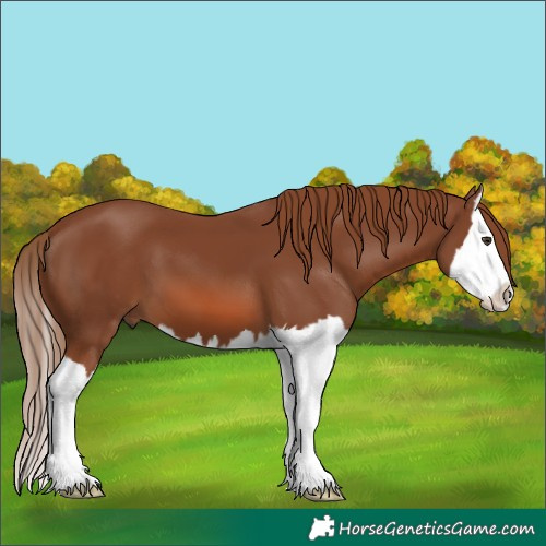 Horse Color:Chestnut Splash