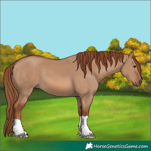 Horse Color:Red Dun 