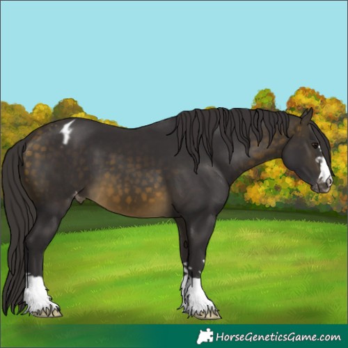 Horse Color:Buckskin Blanket