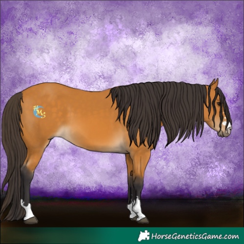 Horse Color:Buckskin