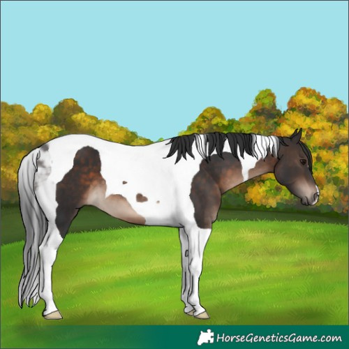 Horse Color:Brown Tobiano 
