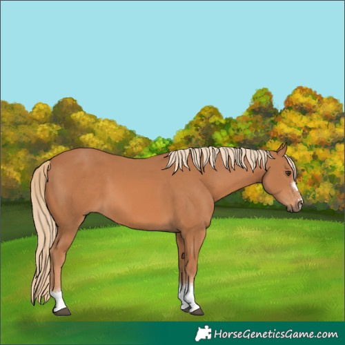 Horse Color:Chestnut Tobiano 