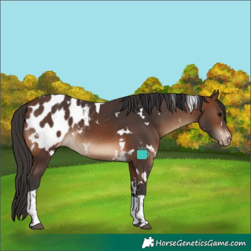 Horse Color:White Spotted Brown Tobiano Blanket 