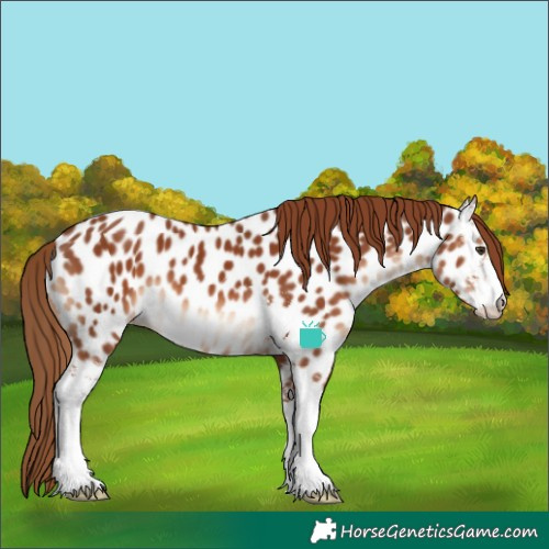 Horse Color:Chestnut Sabino Near Leopard 