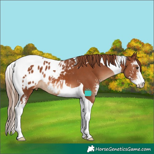 Horse Color:Chestnut Sabino Tobiano Blanket