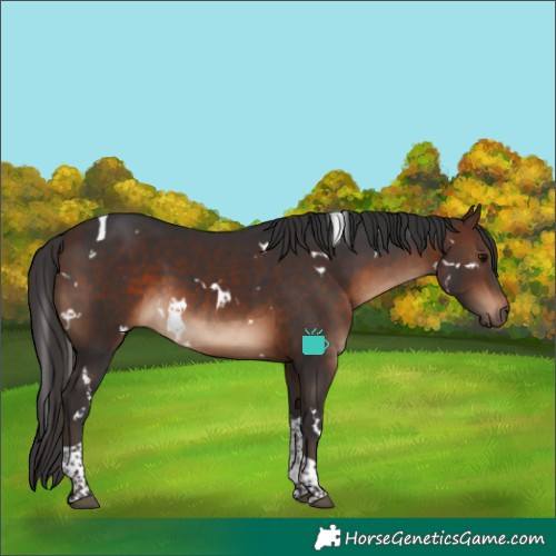 Horse Color:White Spotted Brown Tobiano 