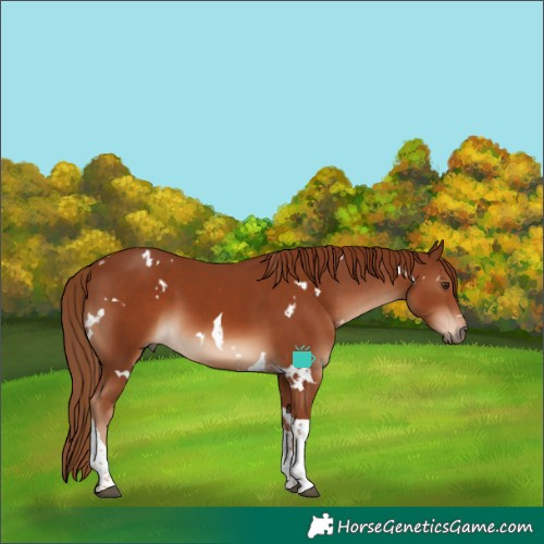 Horse Color:White Spotted Chestnut Tobiano 