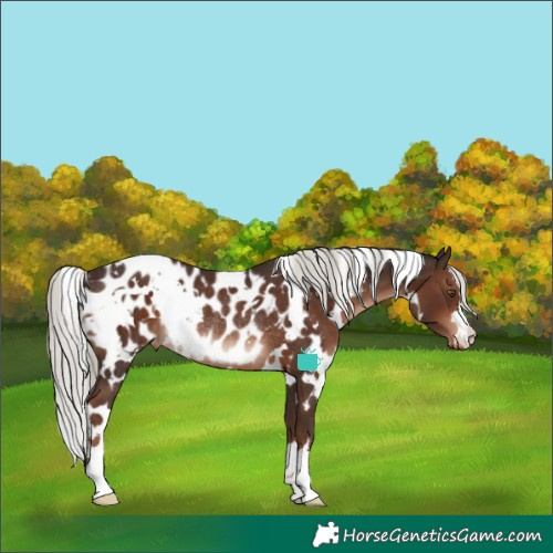 Horse Color:White Spotted Liver Chestnut Mushroom Near Leopard Rabicano 