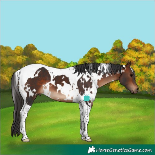 Horse Color:White Spotted Bay Tobiano 