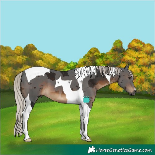 Horse Color:Gray Silver Brown Merle Tobiano 
