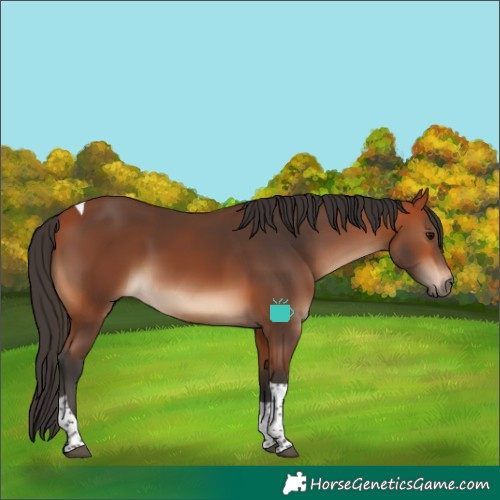 Horse Color:Bay Tobiano 