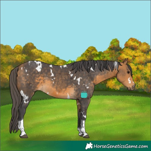 Horse Color:White Spotted Buckskin Merle Tobiano