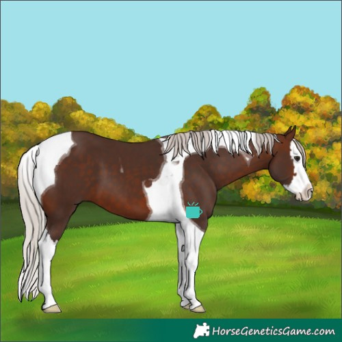 Horse Color:Silver Brown Splash Tobiano 