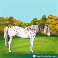 Horse Color:Unknown 