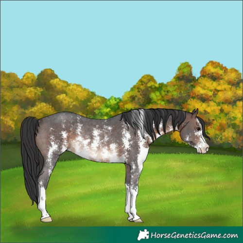 Horse Color:Unknown 