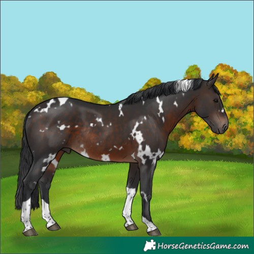 Horse Color:White Spotted Brown Tobiano Rabicano 