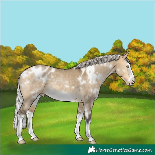 Horse Color:White Spotted Silver Buckskin Dun Splash Frame Blanket Rabicano