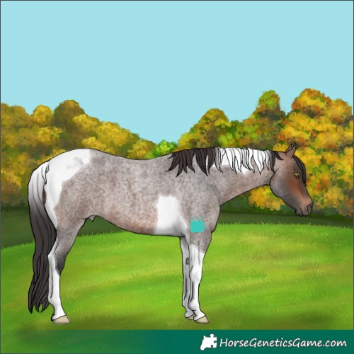Horse Color:Brown Roan Tobiano