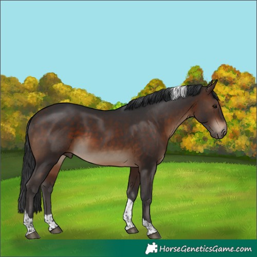 Horse Color:Bay Tobiano 