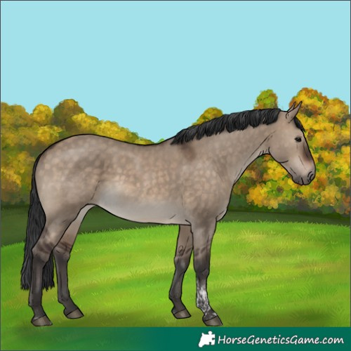 Horse Color:Brown Dun Tobiano