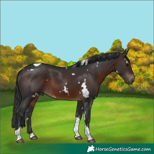 Horse Color:White Spotted Brown Tobiano