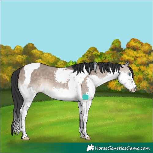 Horse Color:Brown Dun Splash Tobiano