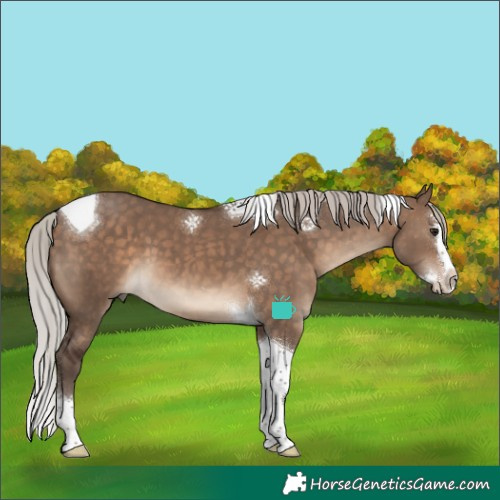 Horse Color:Silver Brown Dun Splash Tobiano