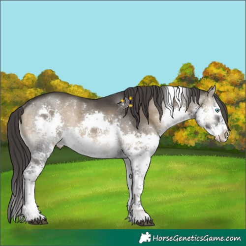 Horse Color:Smoky Blue Onyx Splash Tobiano Rabicano 